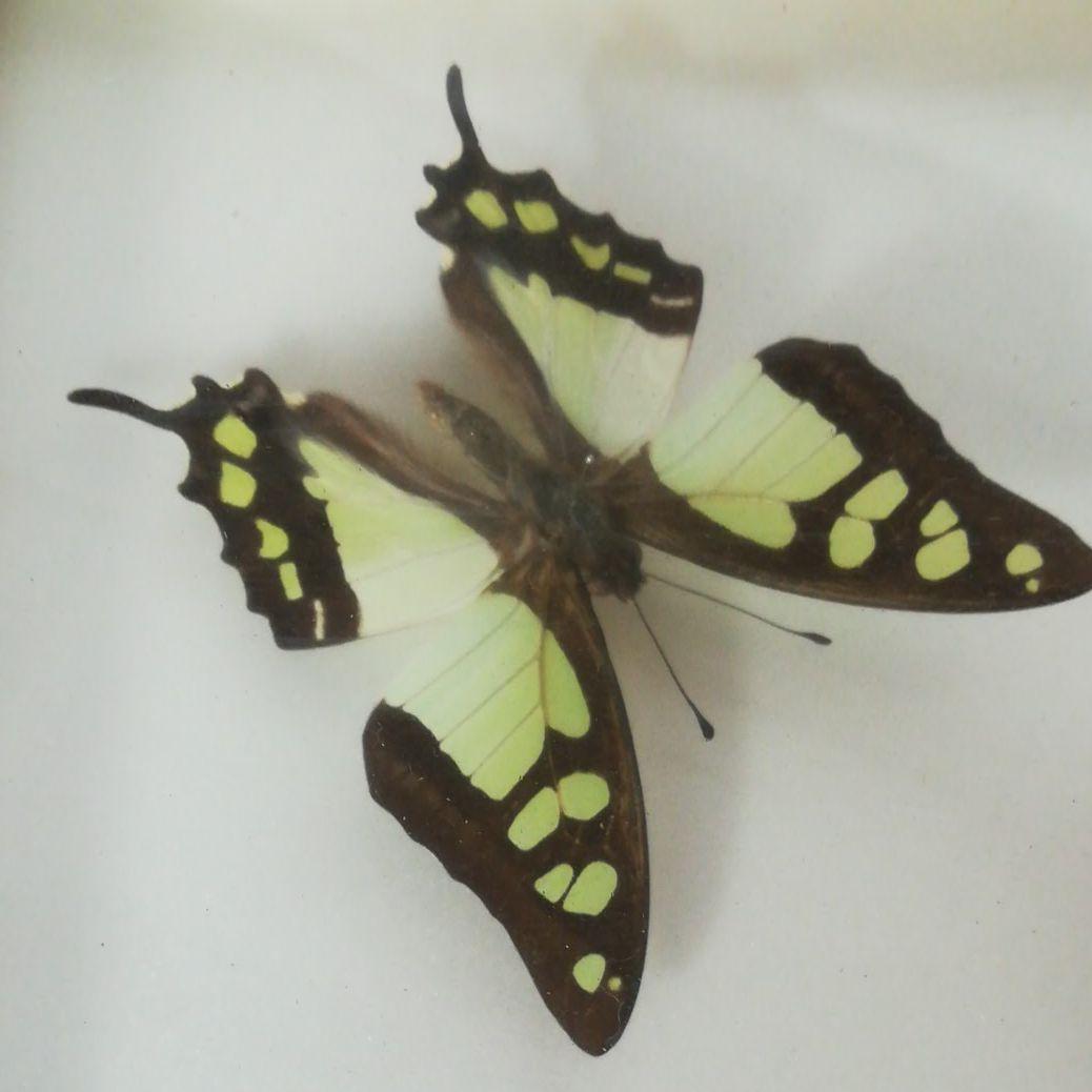 蝶　モルフォ　標本　額装　昆虫