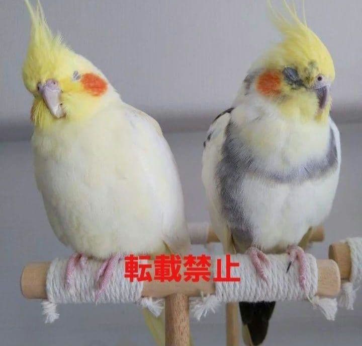 g157　止まり木　Tパーチ　スタンド　バードトイ　フォージングトイ色々セット