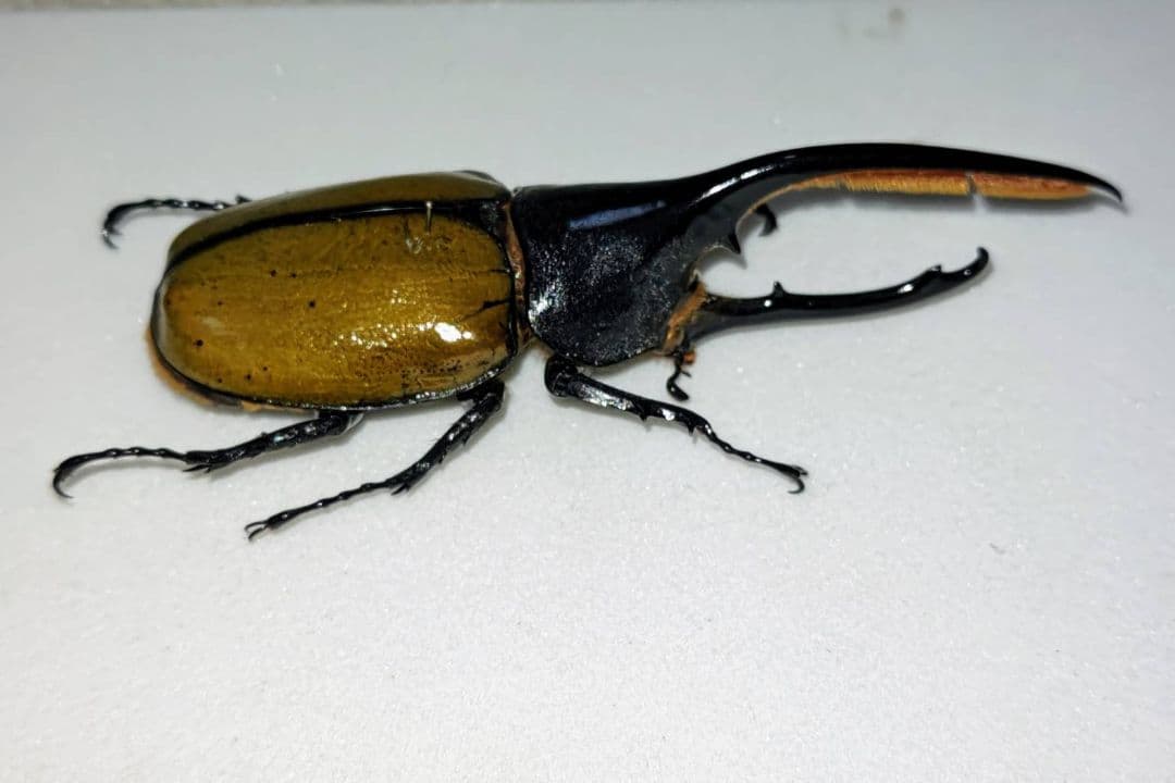 ヘラクレス オキシデンタリス 標本