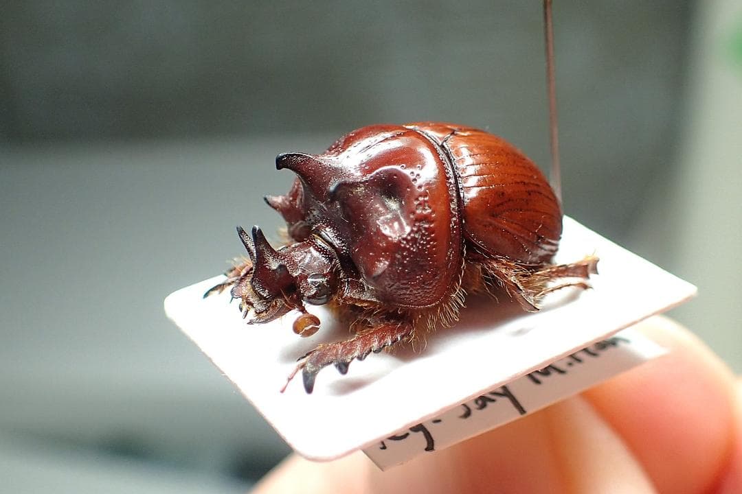 オーストラリアの大型希少ムネアカセンチ