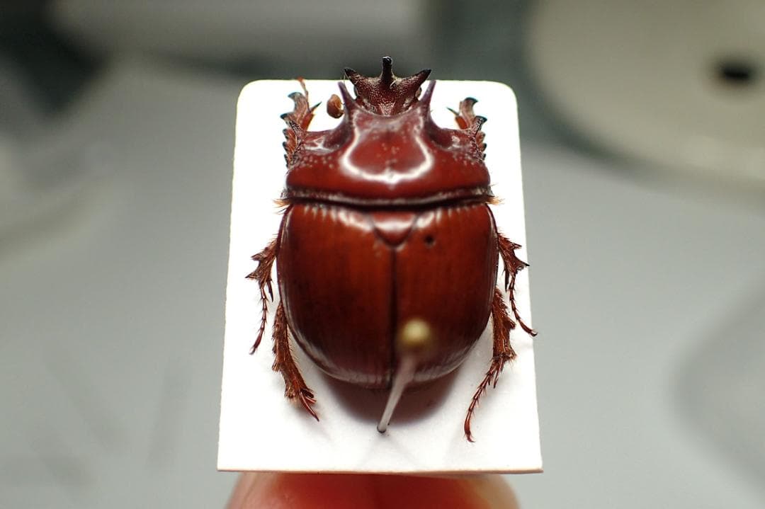 オーストラリアの大型希少ムネアカセンチ