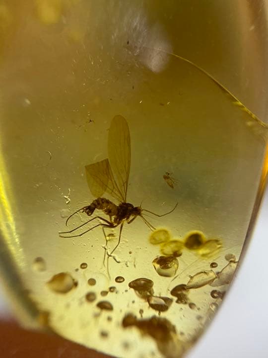 アンバー 琥珀 アカイエカ ユニーク 天然石 虫入り 価値上がる