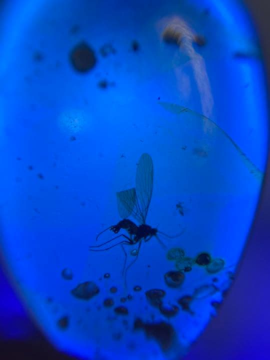 アンバー 琥珀 アカイエカ ユニーク 天然石 虫入り 価値上がる