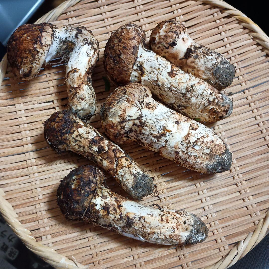 専用松茸450グラム岩手岩泉産10月12日午前取り専用