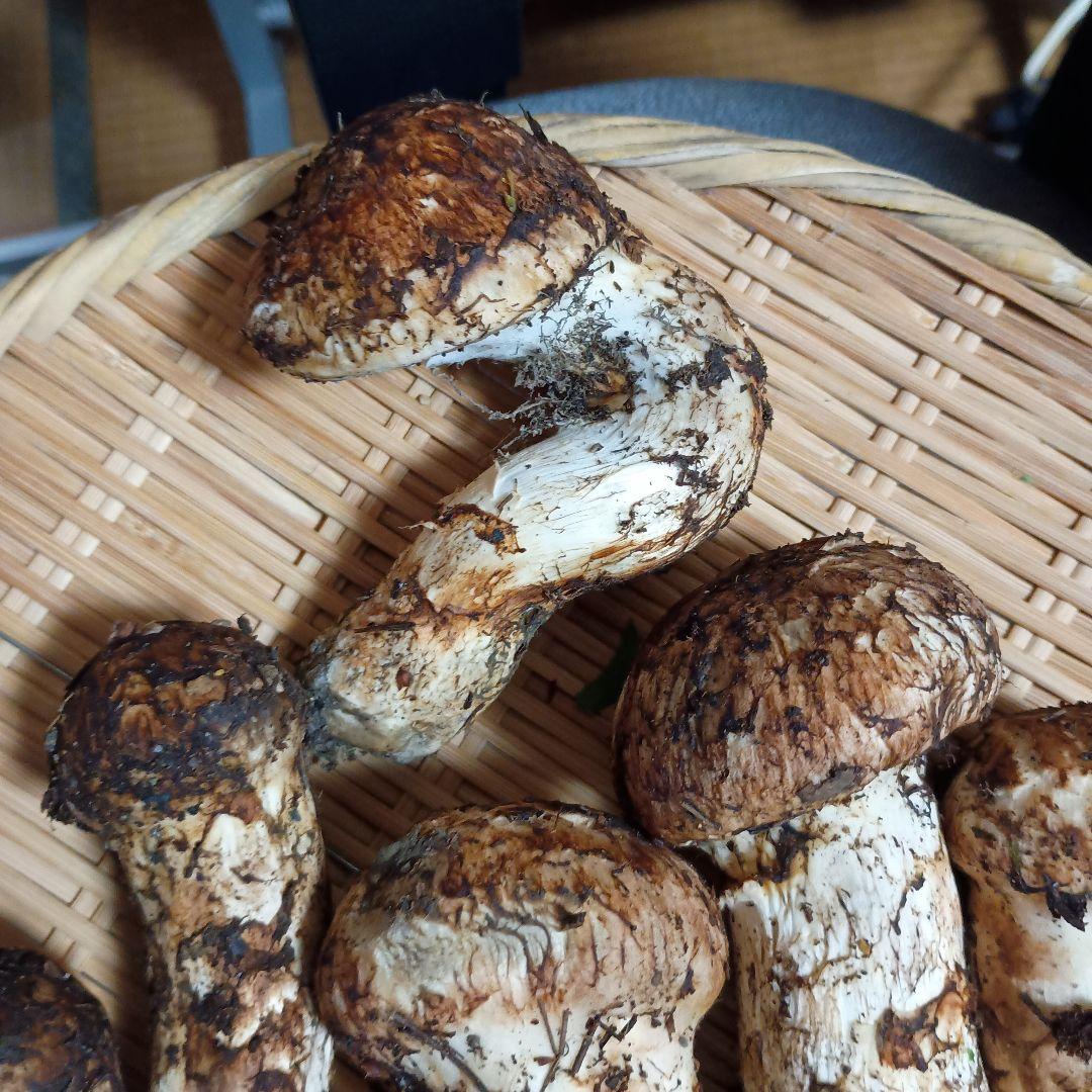 専用松茸450グラム岩手岩泉産10月12日午前取り専用
