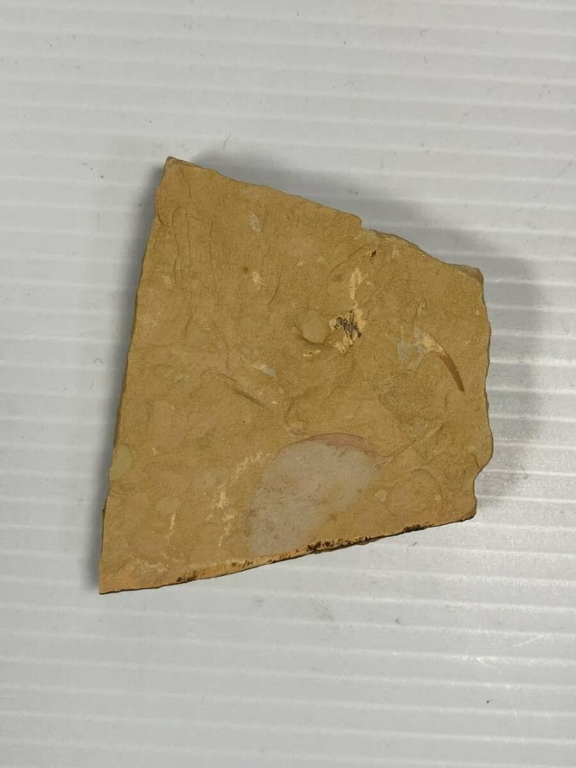 カンブリア紀 Isopyx curvirostratus 化石｜澄江動物群