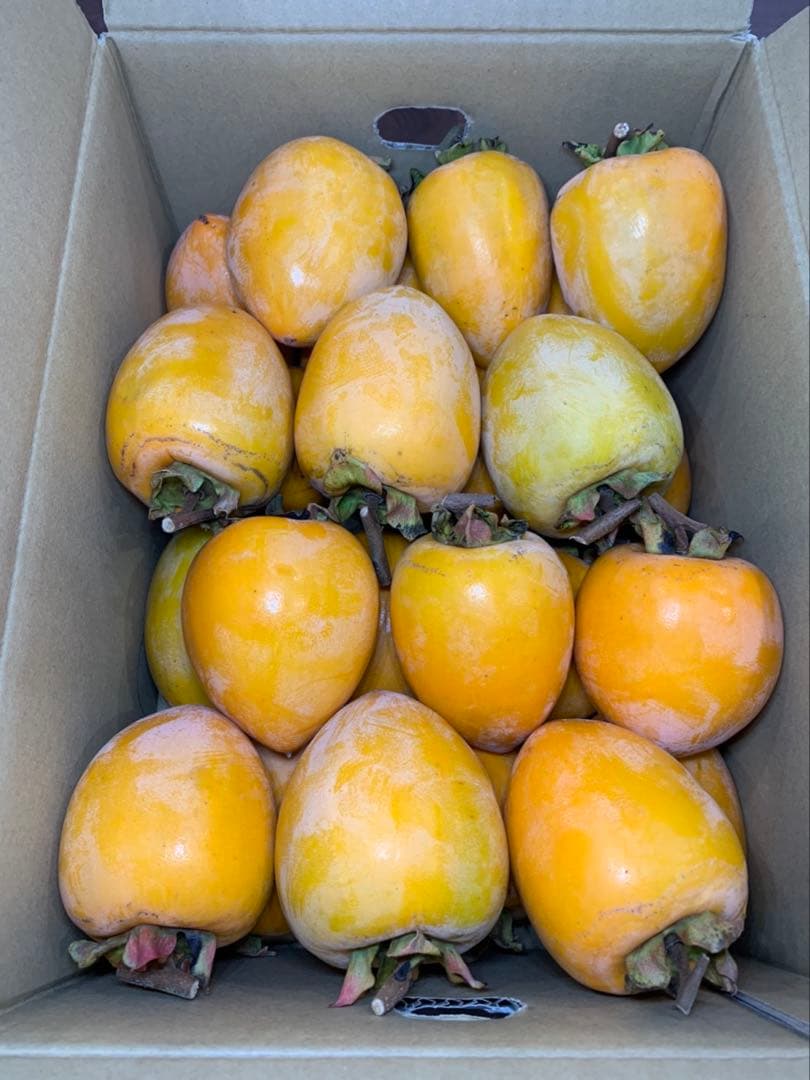 No.306 愛媛県産 愛宕柿 あたご柿 干し柿用 渋柿 約30キロ