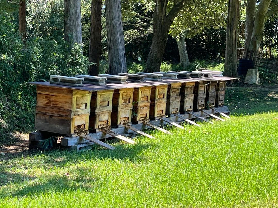 西洋蜂蜜1200g✖️2