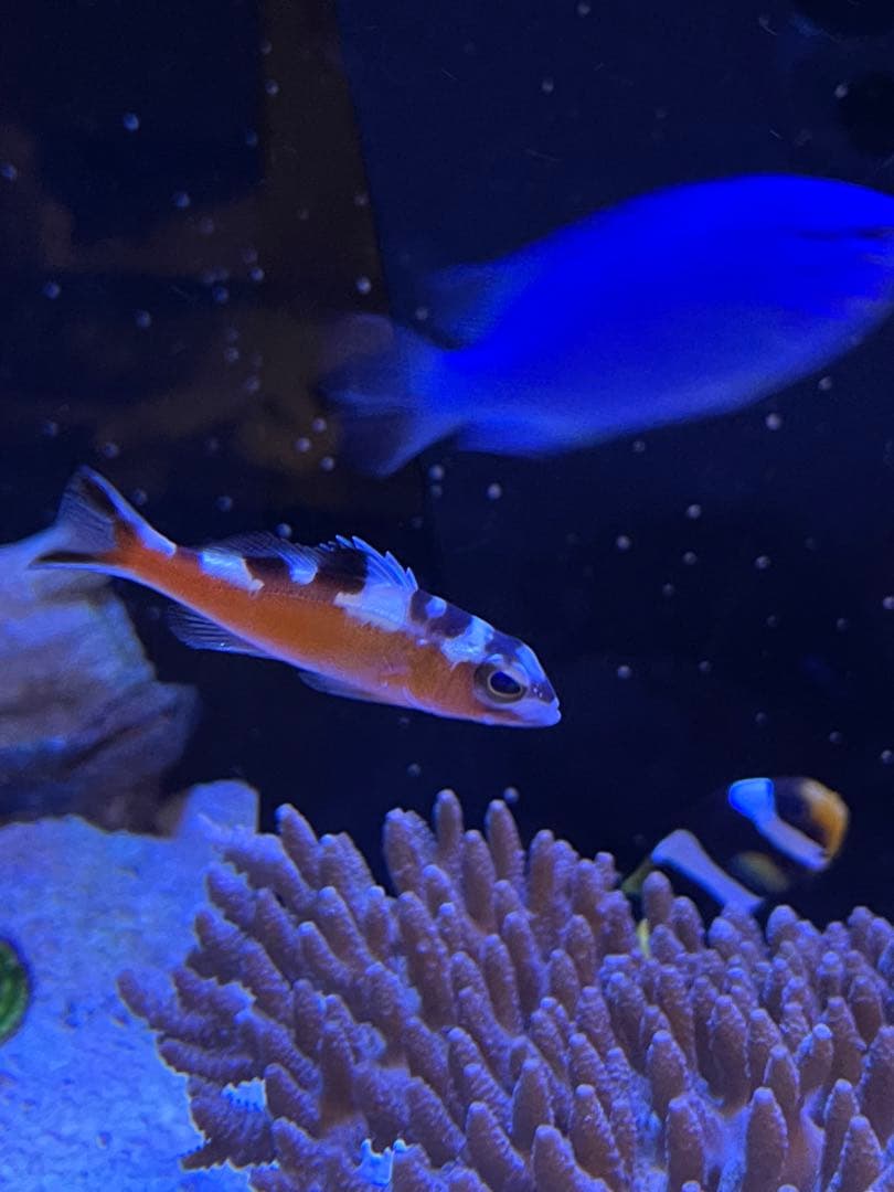 RedSea Reefer170 リーファー 美品　目黒区発送