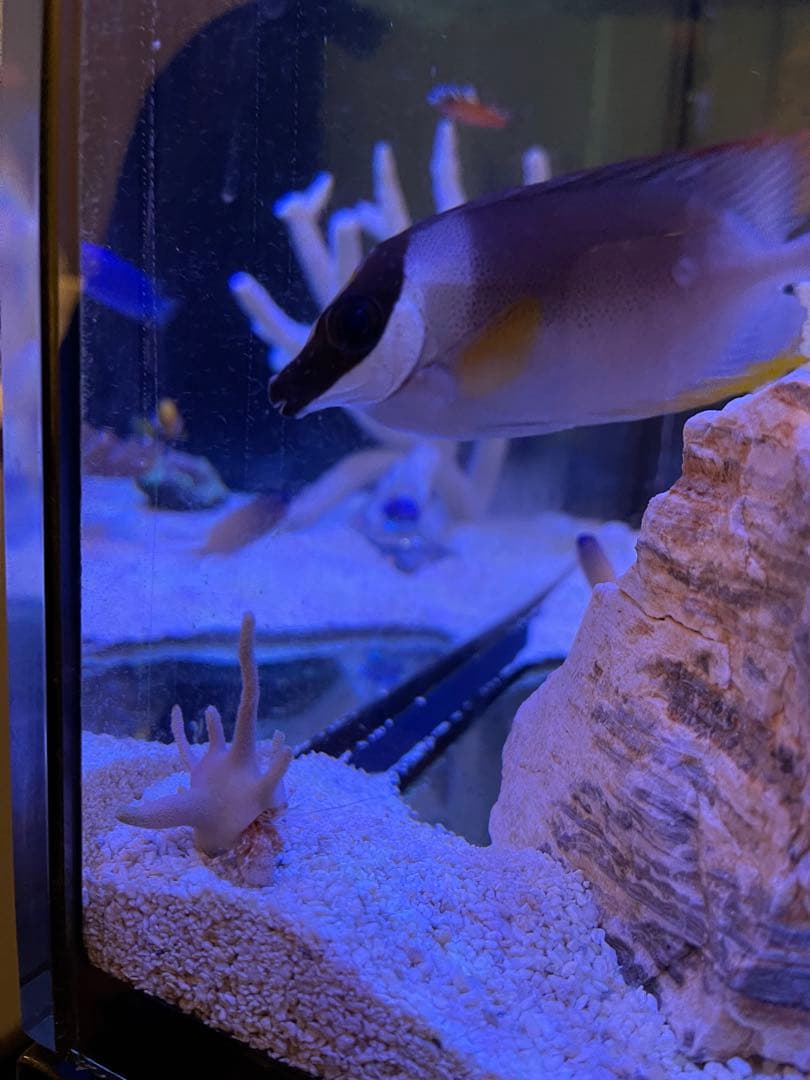 RedSea Reefer170 リーファー 美品　目黒区発送