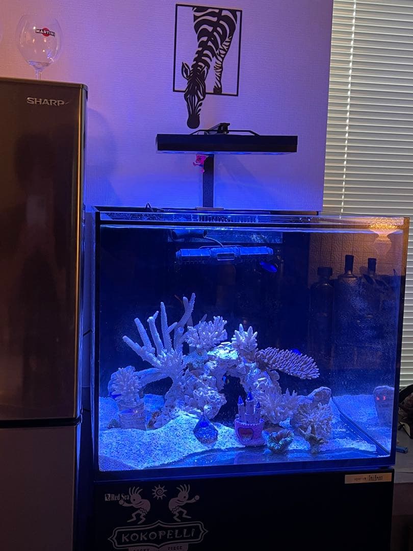 RedSea Reefer170 リーファー 美品　目黒区発送