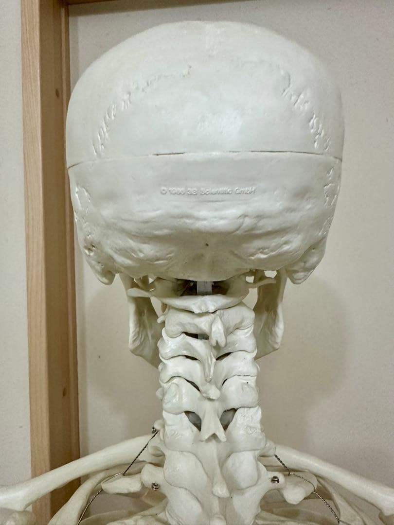 人体模型 約170cm キャスター付き