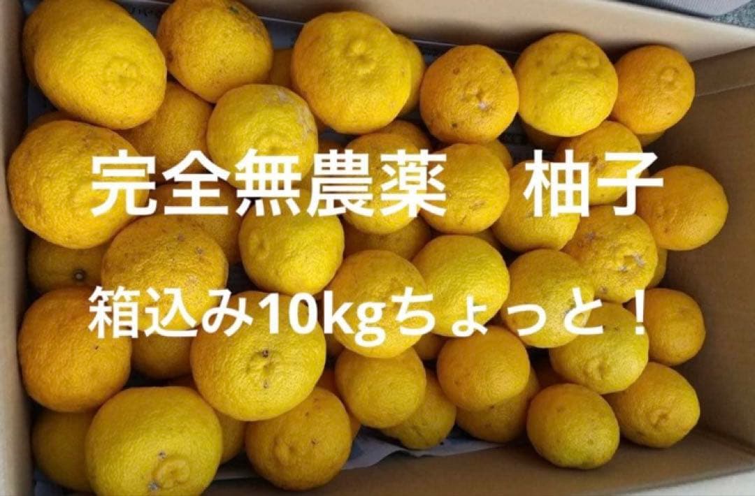 完全無農薬　柚子　ゆず　箱込み10kg ちょっと入ります！