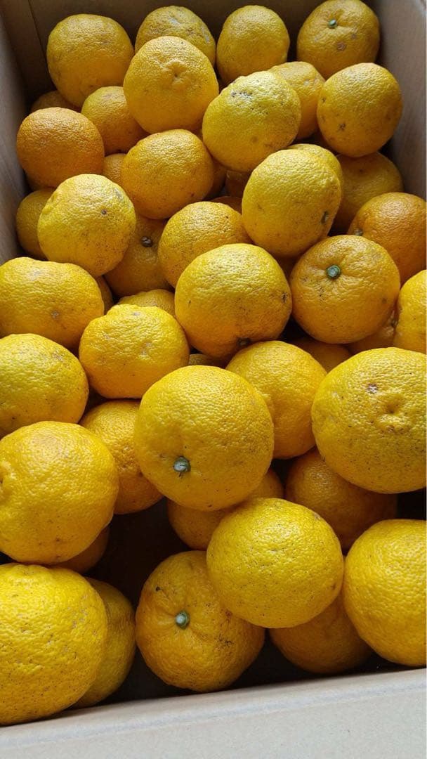 完全無農薬　柚子　ゆず　箱込み10kg ちょっと入ります！