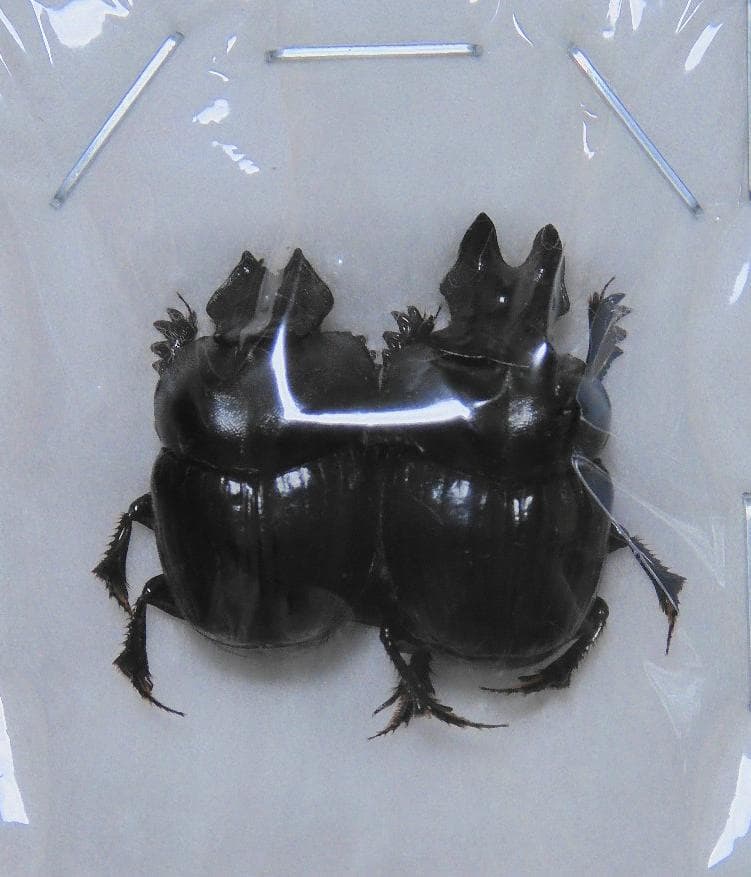 標本 Dungbeetles pair
