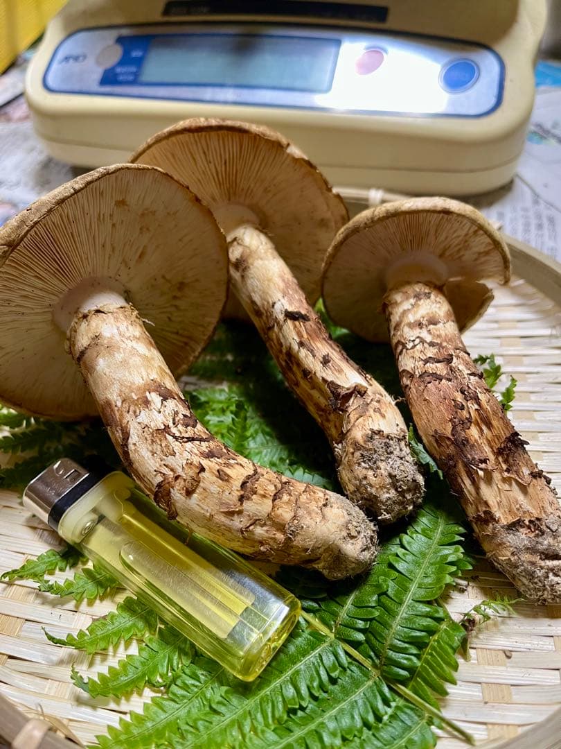 【大阪泉州産】天然松茸 採れたて開き☆3本145g国産