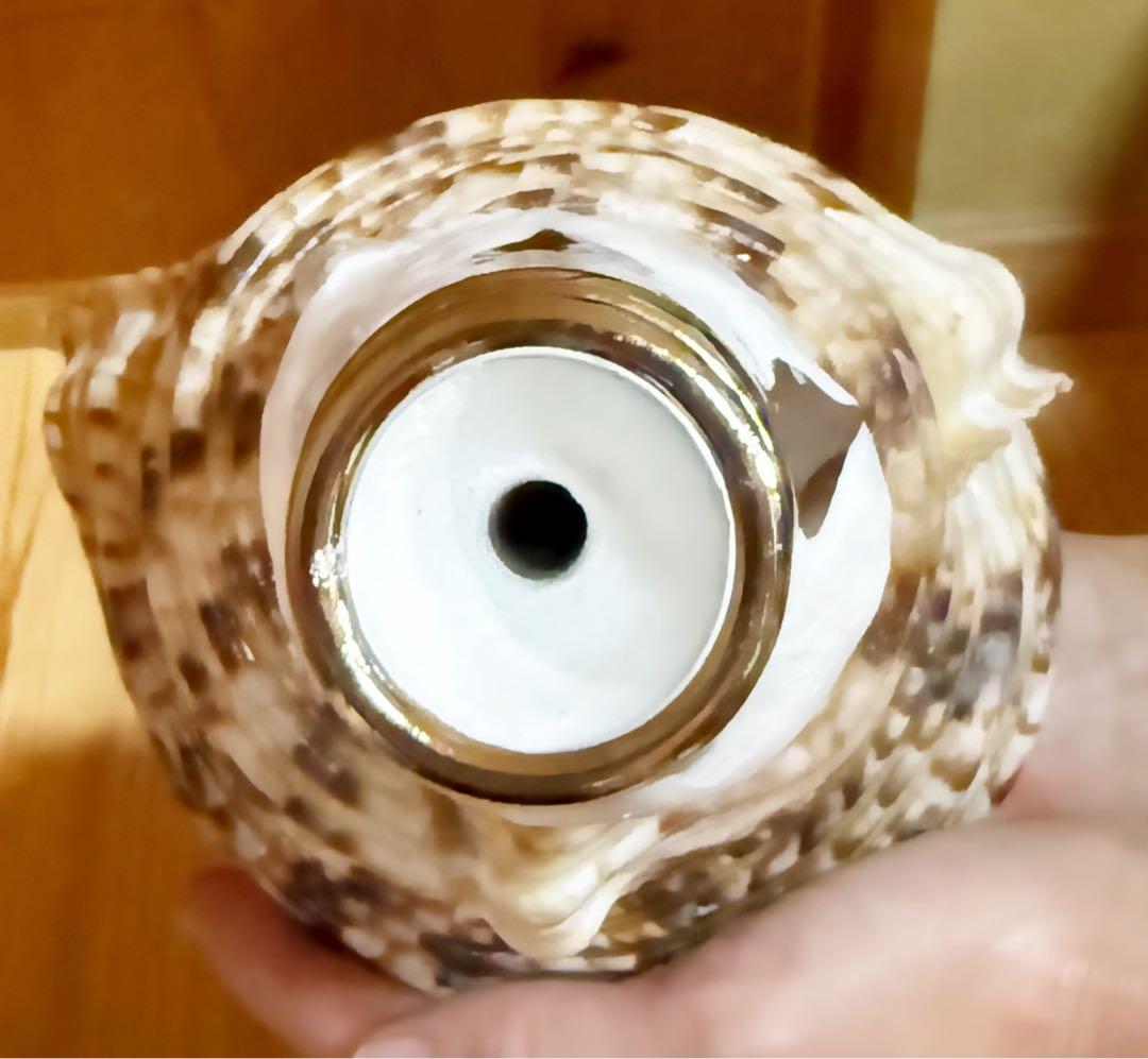 肉厚修験道法螺貝　山伏　密教　魔除け　熊よけ❣️ホラガイ　ほら貝