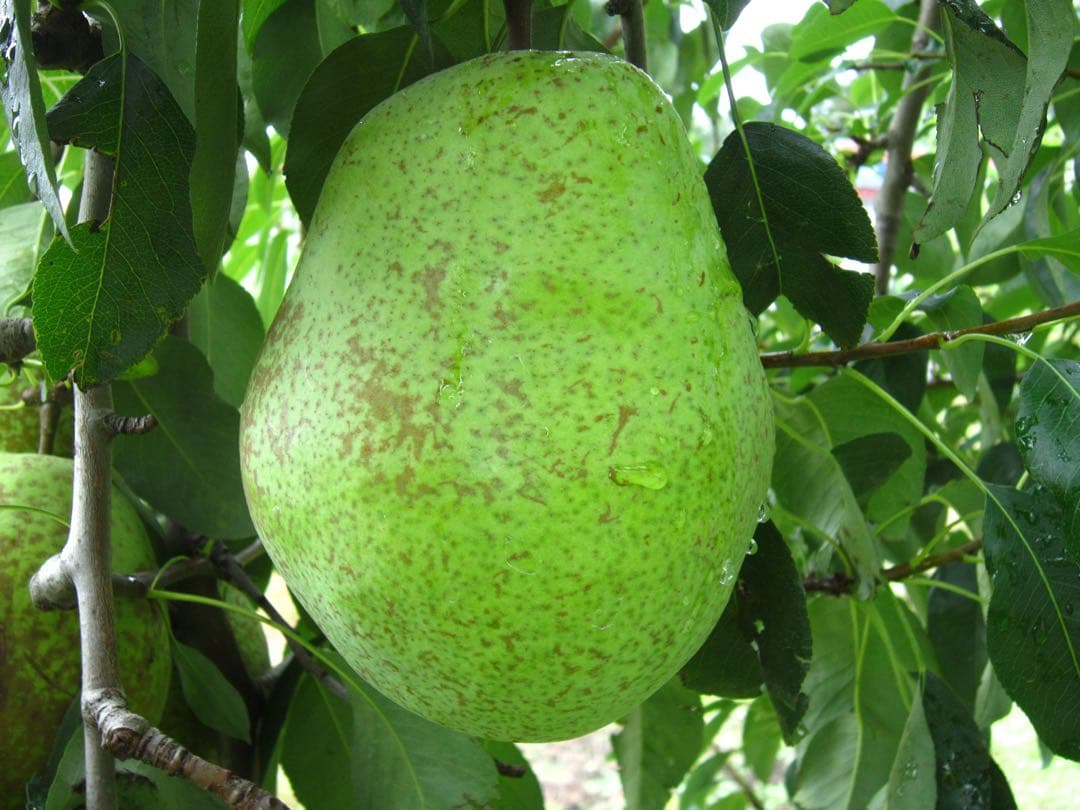 青森県 南部地方産 美味しい洋梨(ヒメンコウ)大きい順に総重量24kgバラ詰め①