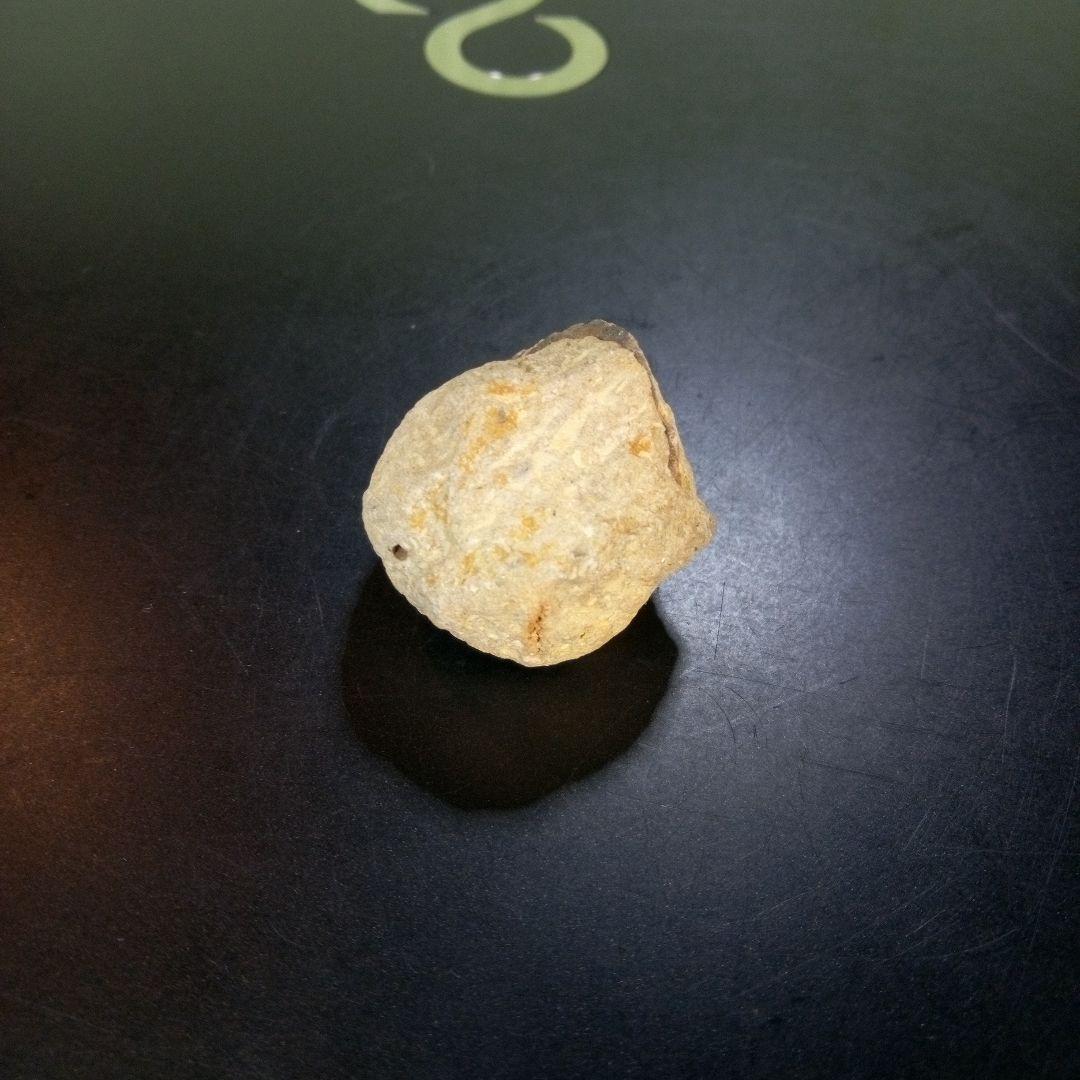 三葉虫　化石　fossil　ボリビア産　trilobite　ボリビア三葉虫郡⑪