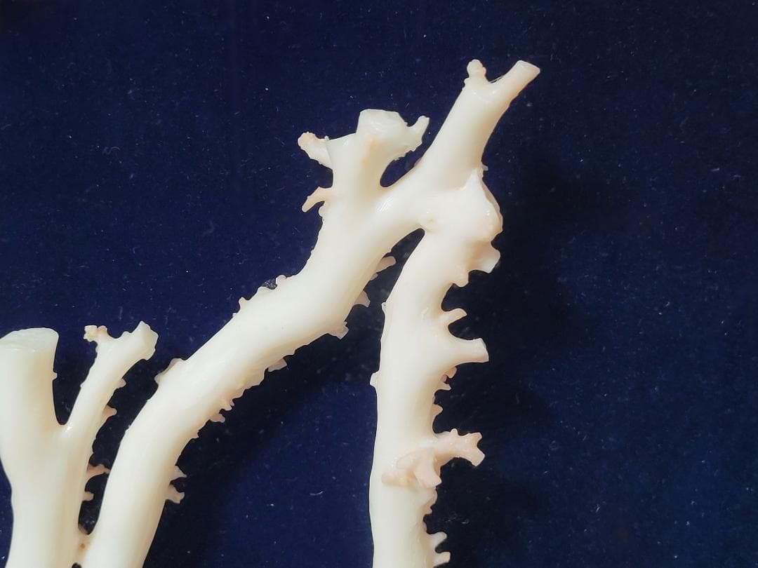 天然希少材料 彫刻 額装 壁飾 置物 横幅約55.8cm