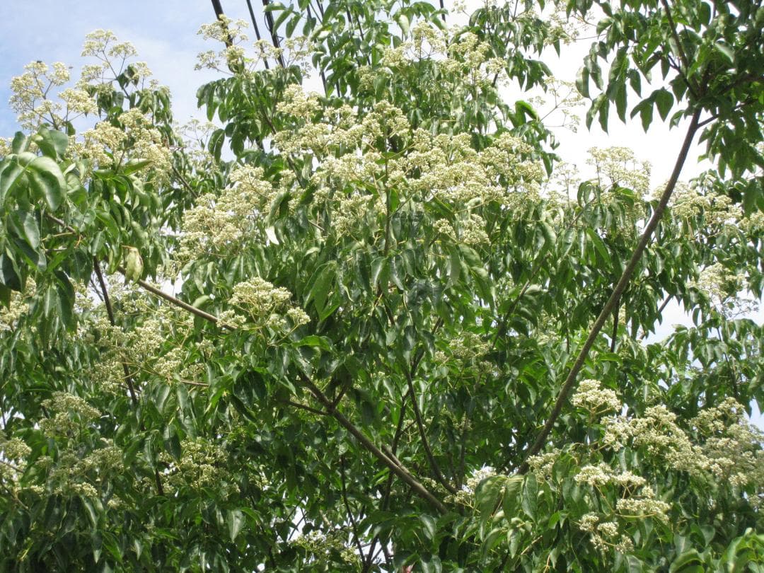 ♥️極み★希少セット品①『100％純粋春蜜の5瓶セット』《幻の天然完熟百花蜜》