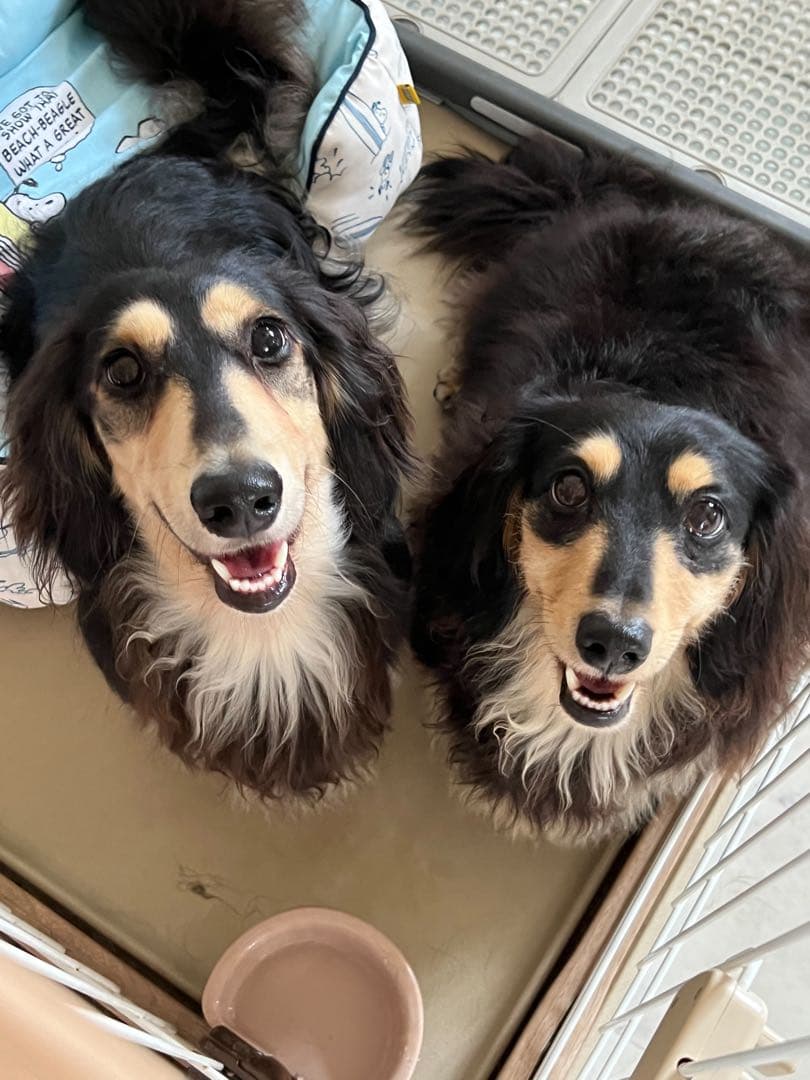 ルル &ココ　確認用ページ