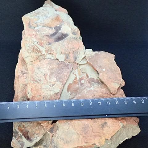 カブトガニの化石 大型で超稀少 モロッコ産 本物保証