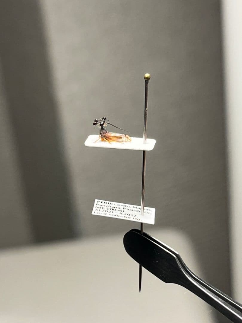 【学名珍々】ヨツコブツノゼミ 標本ボッキディウム・チンチンナブリフェルムハゴロモ