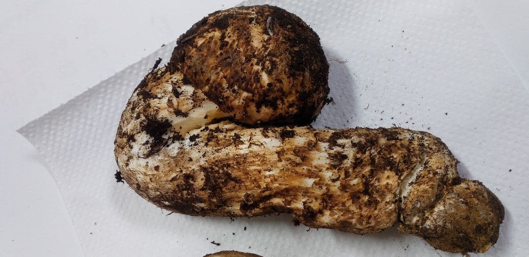 3 　たっぷり　高品質　高鮮度　国産　松茸　長野県　送料込み