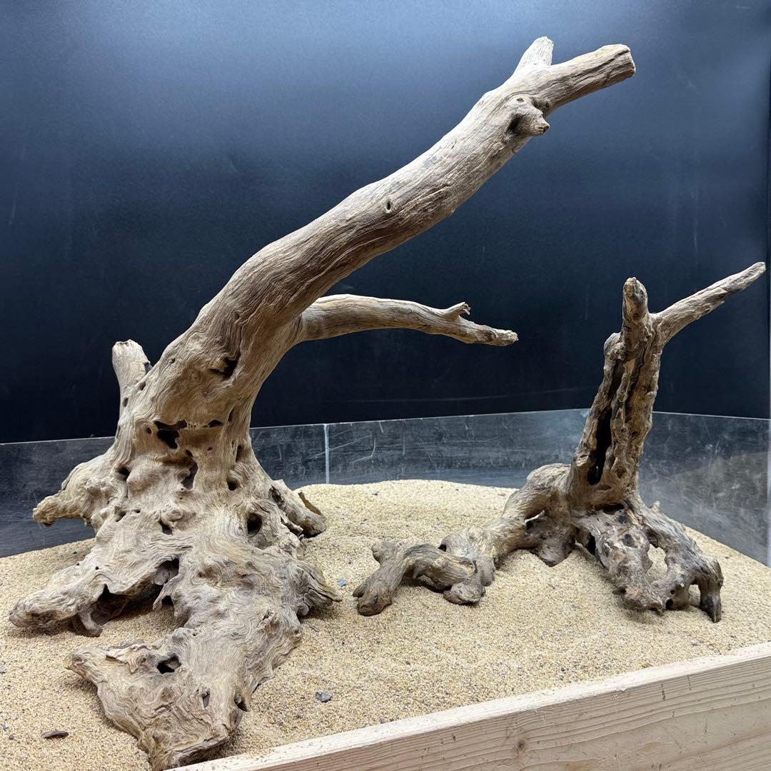 MJW-7215 「特大」ジンジャーウッド2本セット　天然流木 アクアリウム