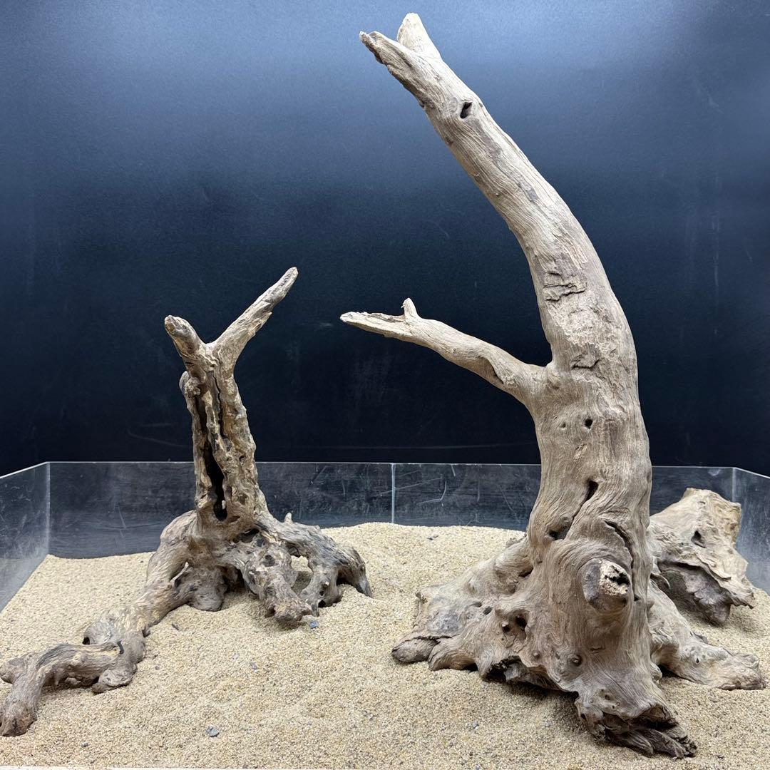 MJW-7215 「特大」ジンジャーウッド2本セット　天然流木 アクアリウム