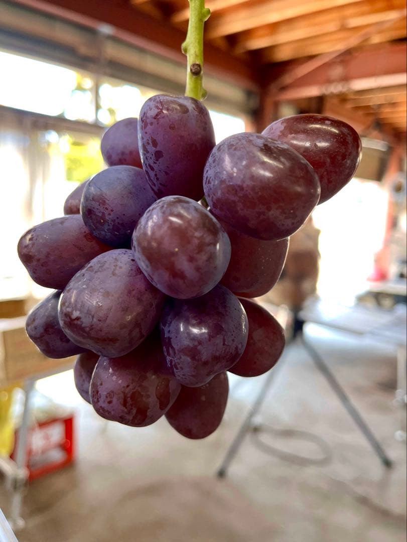 ✨Jinくん ママさん✨ 山梨県産　富士の輝き　シャイン　我が道