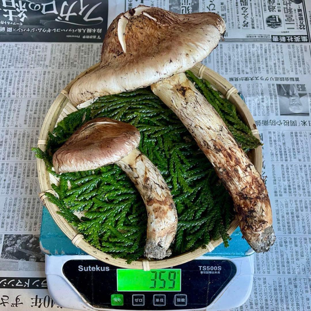 天然きのこ 松茸 国産 マツタケ まつたけ 大自然の凛さん採取その161