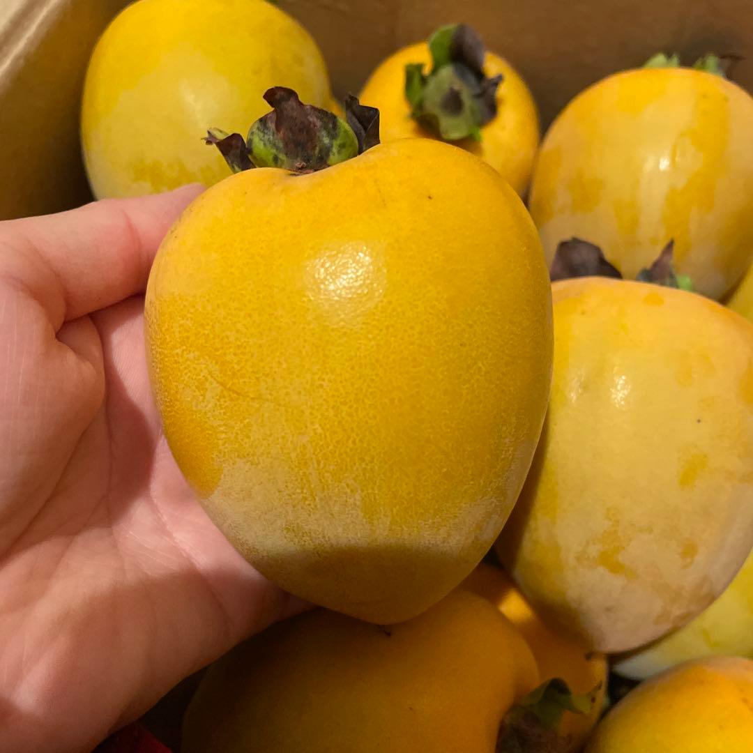 コタ様。渋柿　新鮮な柿 　無農薬　かき　柿　おまとめ