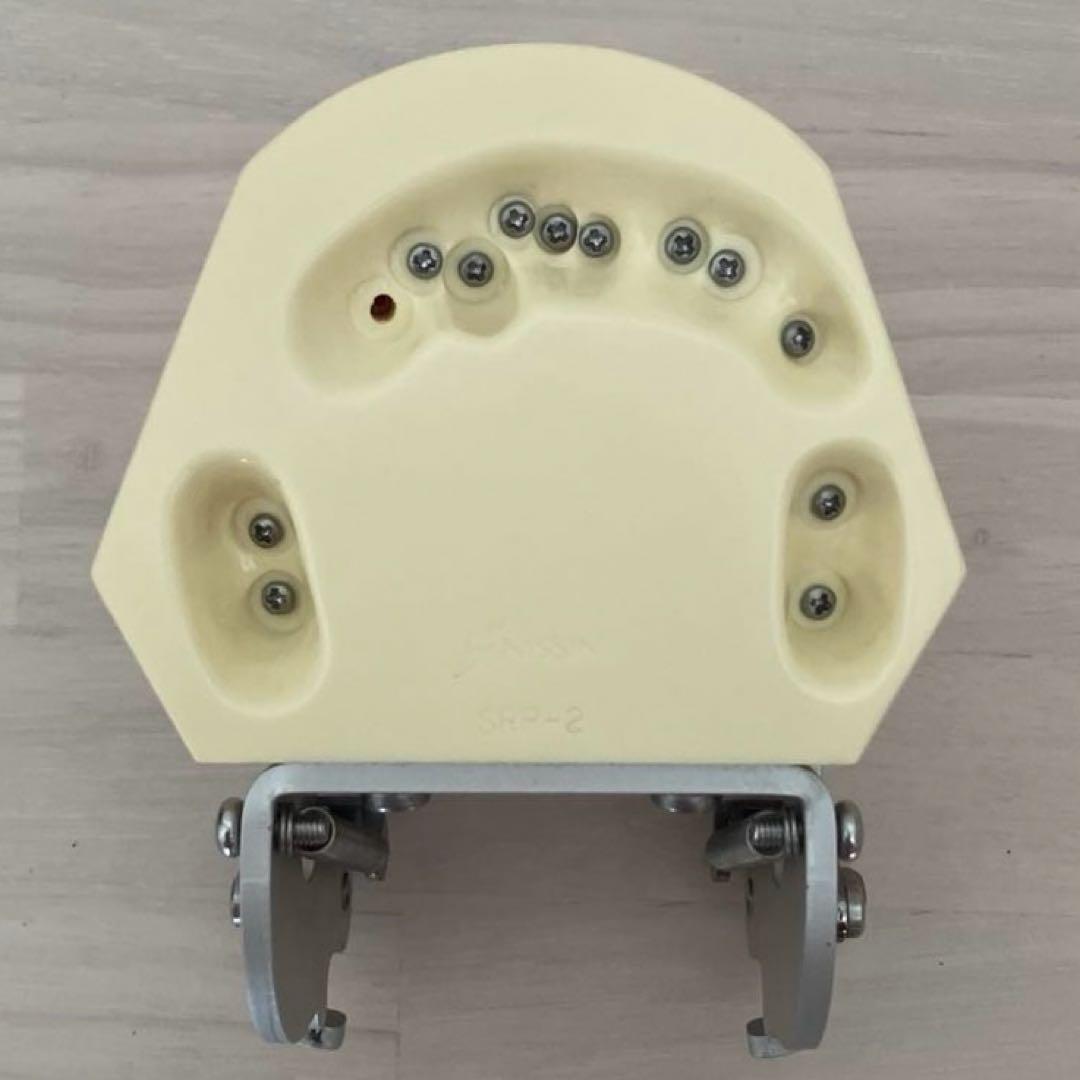 NISSIN ニッシン額模型　叢生顎模型