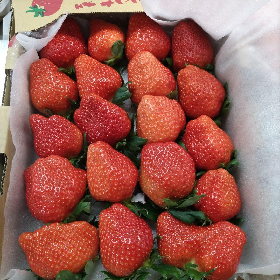 いちご8アスカルビー大粒特大