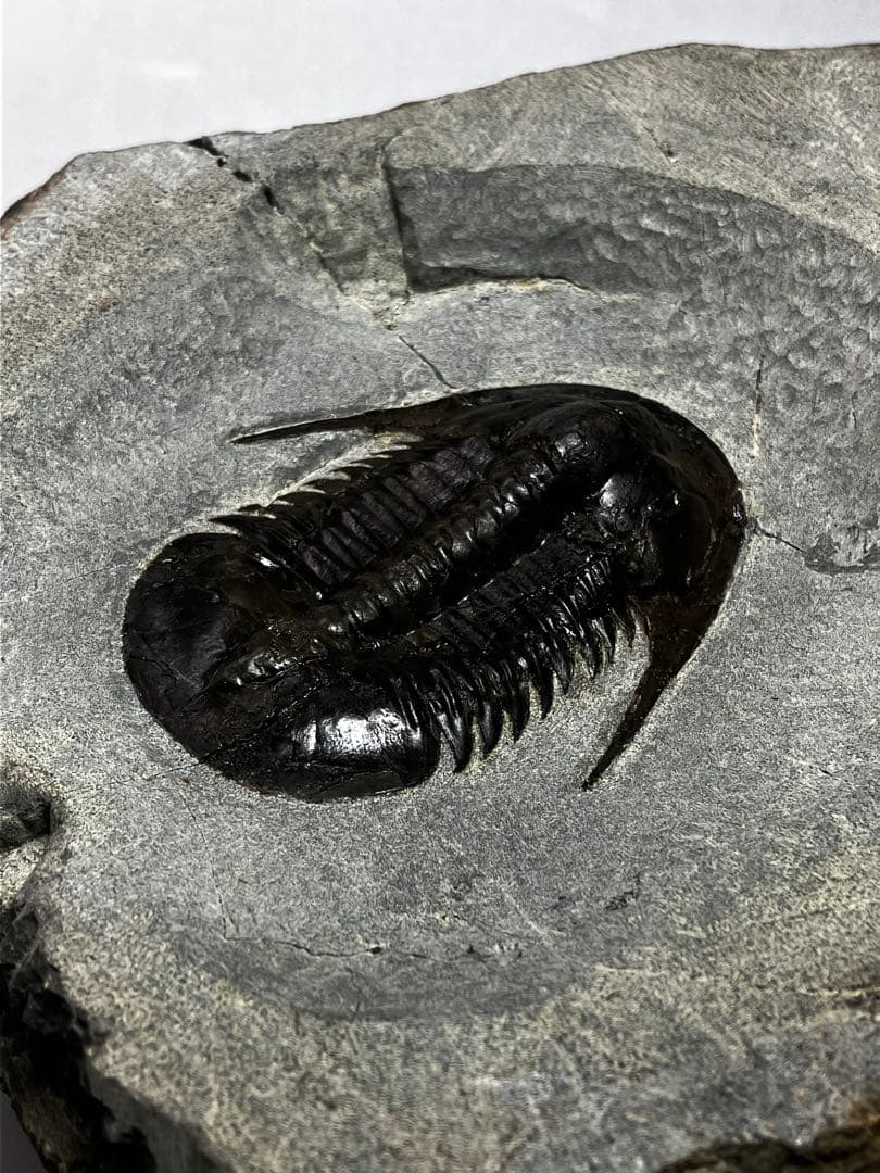 三葉虫　化石　Anomocarella