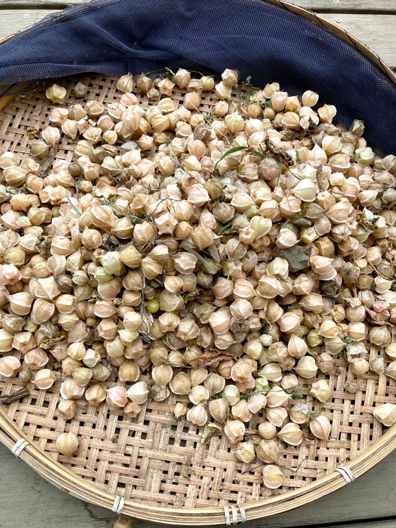 専用出品です 食用ほおずきトマチロコサックパイナップル2kg 10/5日発送