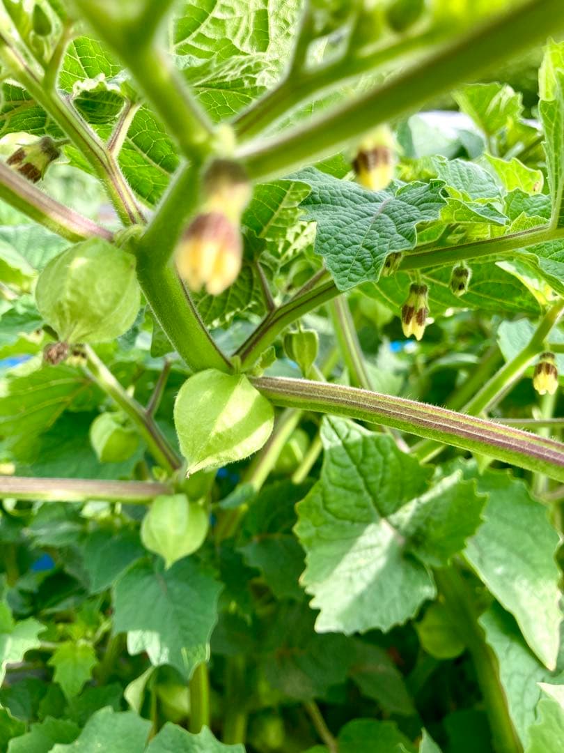 専用出品です 食用ほおずきトマチロコサックパイナップル2kg 10/5日発送