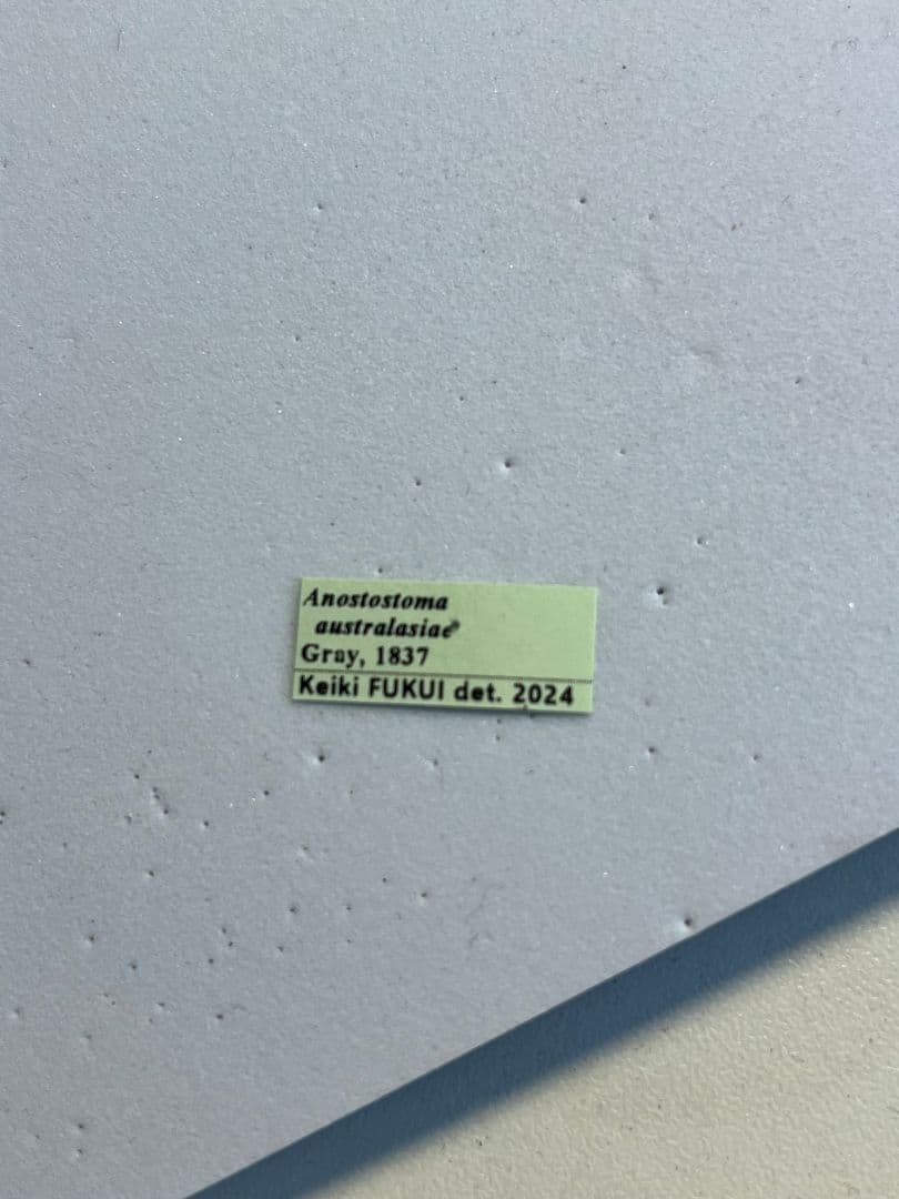 【極美展足】アゴコロギス ダイオウクロギリス 昆虫標本 直翅類 カマキリ