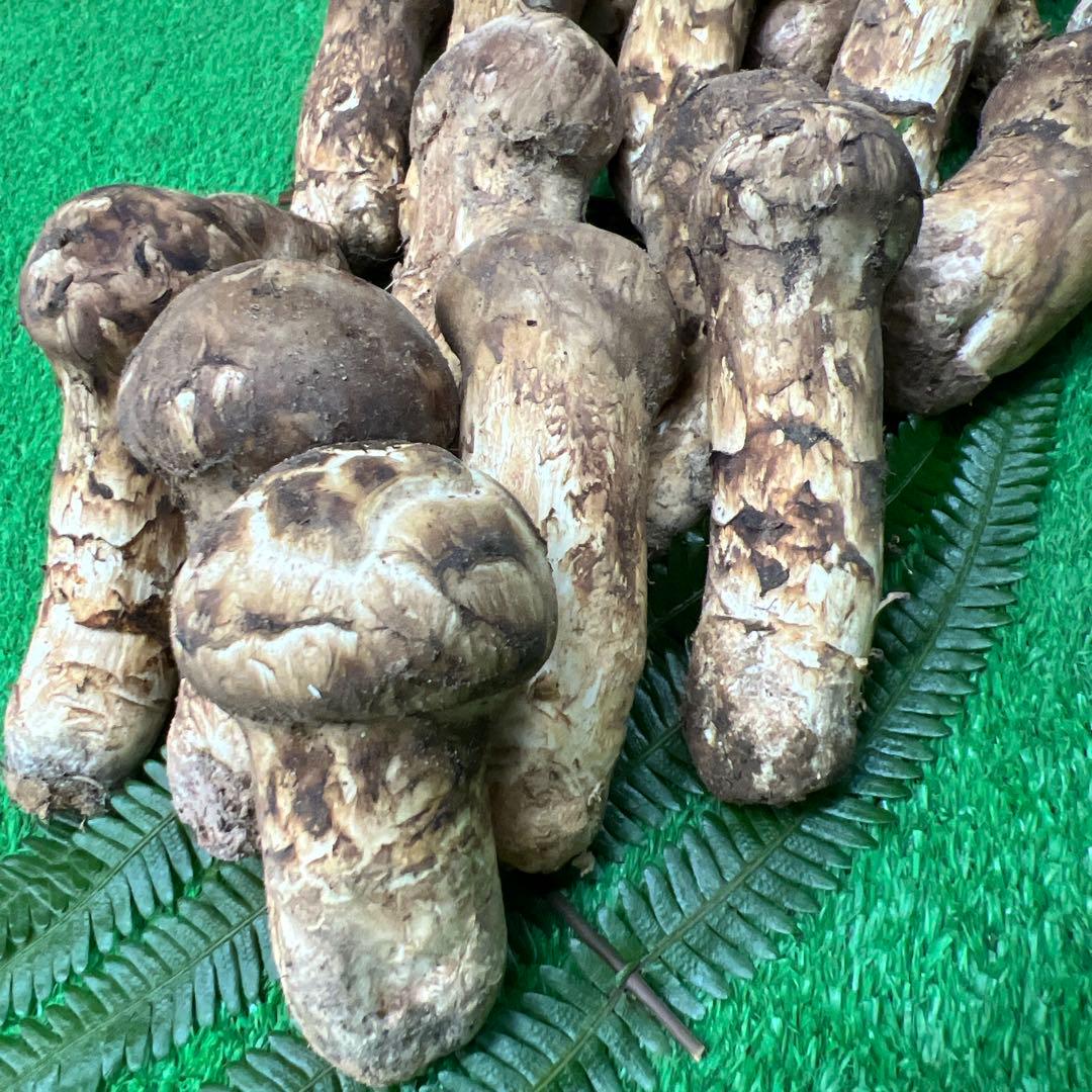 中国産 超新鮮松茸 つぼみ！めっちゃ綺麗です！ 19本入り 800g入り
