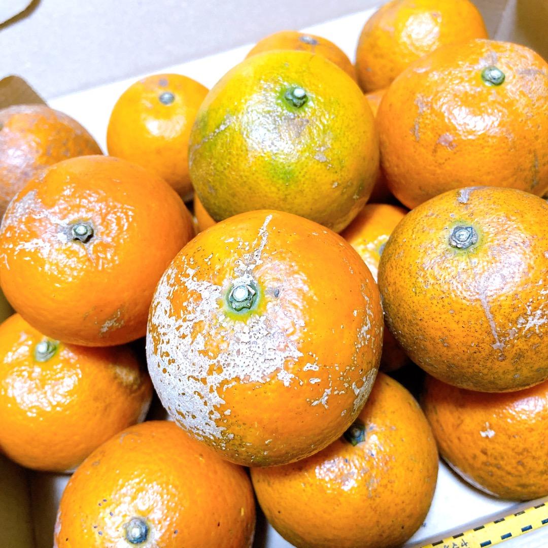 #3 世界自然遺産 奄美大島産 完熟たんかん 10キロ 特産品 加工用 柑橘 旬