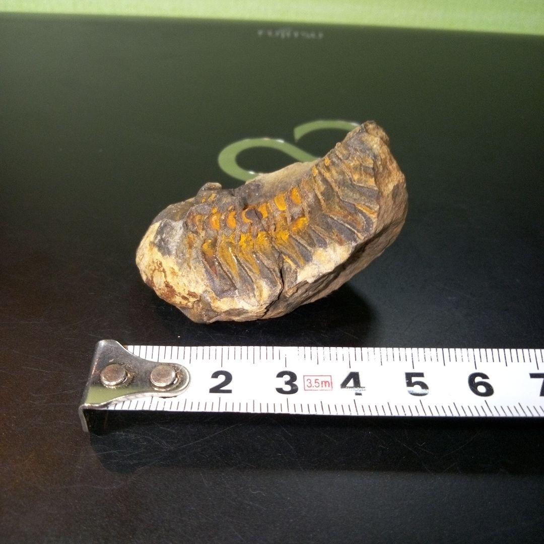 三葉虫　化石　fossil　ボリビア産　トライロバイト　Fossil番号④
