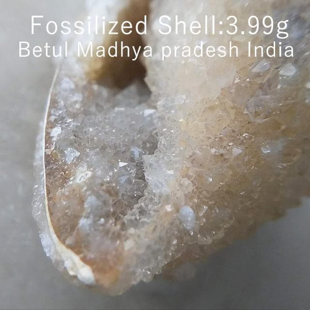 3.99g　ドゥルジー状　メノウ化左巻き　貝化石　化石　巻貝　結晶　水晶