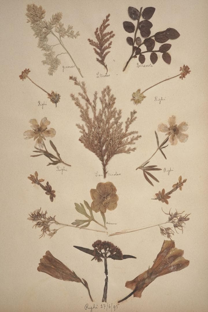 1895年 植物標本11枚セット フランスアンティーク 押し花 ドライフラワー