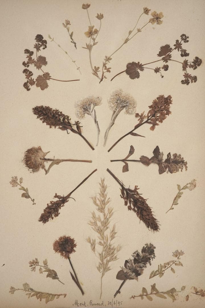 1895年 植物標本11枚セット フランスアンティーク 押し花 ドライフラワー