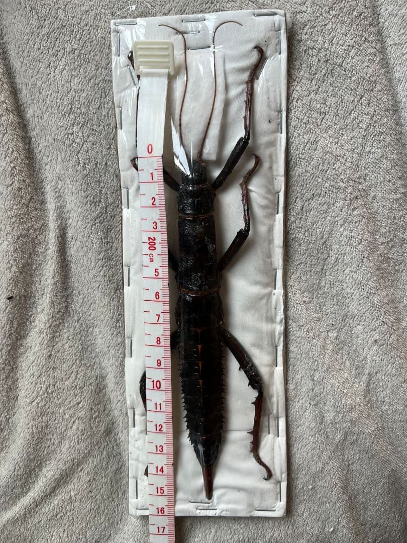 【♀】トゲアシフトナナフシオバケフトナナフシコノハムシ　標本