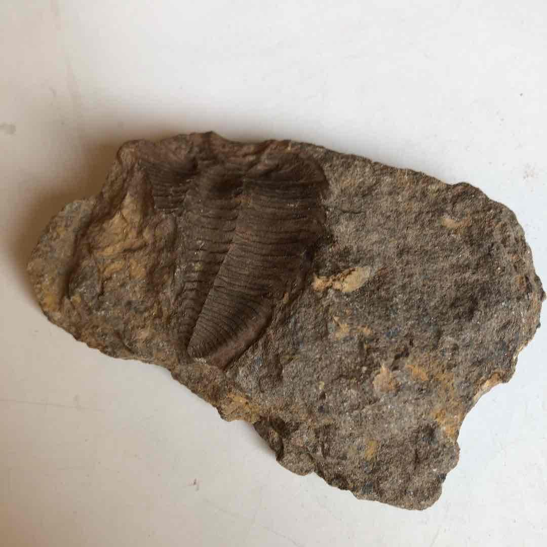 三葉虫化石　貴重品　モロッコで採取　輸出禁止になりました。