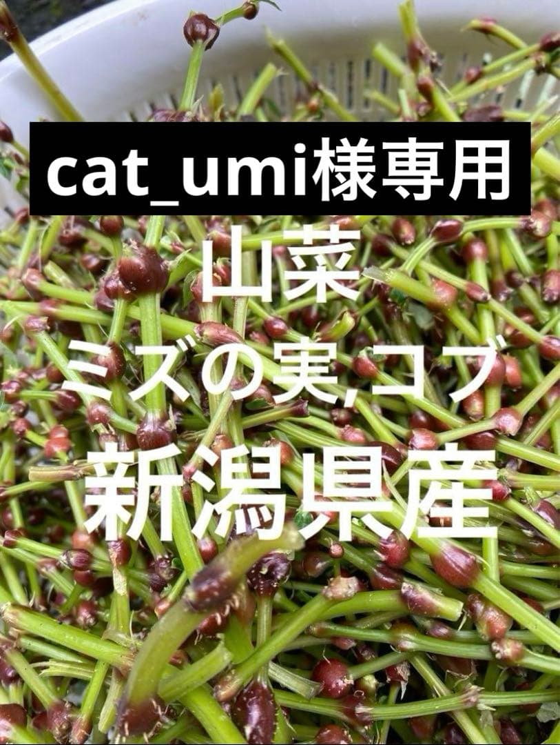 山菜　ミズの実　ミズのコブ　新潟県産　採れたて新鮮発送