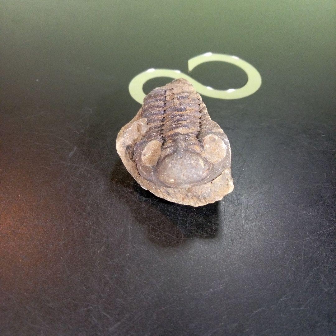 三葉虫　化石　fossil　ボリビア産　trilobite　ノジュール判別⑦